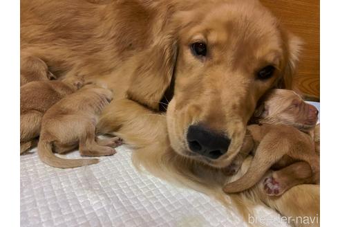 販売中のゴールデンレトリーバーの親犬