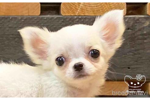クリームのチワワの子犬を探す（240ページ目）｜ブリーダーナビ