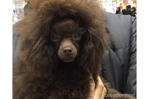 販売中のトイプードルの親犬