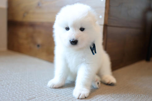千葉県のサモエド 男の子 21 09 01生まれ 大型犬らしからぬ可愛い顔立ちです 子犬id ブリーダーナビ
