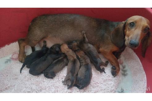 スタンダードダックスフンドの子犬を探す ブリーダーナビ