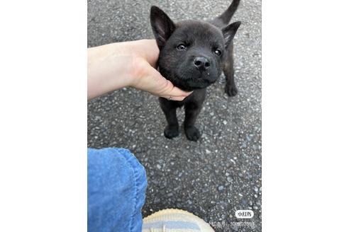 東北で甲斐犬の子犬を探す ブリーダーナビ 東北で甲斐犬の子犬を探す ブリーダーナビ
