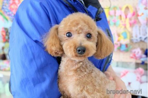 販売中のトイプードルの親犬