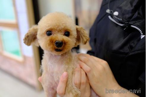 販売中のトイプードルの親犬