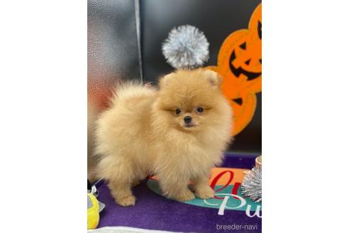 茨城県でポメラニアンの子犬を探す ブリーダーナビ 茨城県でポメラニアンの子犬を探す ブリーダーナビ
