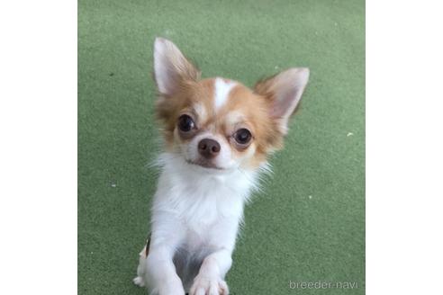 販売中のチワワ(ロングコート)の親犬