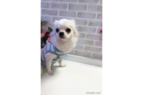 販売中のチワワ(ロングコート)の親犬