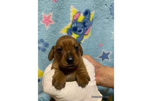 関東でミニチュアダックスフンドの子犬を探す ブリーダーナビ 関東でミニチュアダックスフンドの子犬を探す ブリーダーナビ
