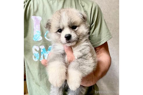黒虎毛の秋田犬の子犬を探す ブリーダーナビ 黒虎毛の秋田犬の子犬を探す ブリーダーナビ