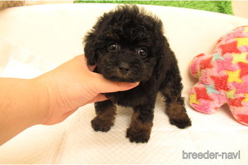 ブラックタンのトイプードルの子犬を探す ブリーダーナビ