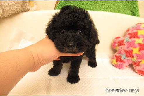 ブラックタンのトイプードルの子犬を探す ブリーダーナビ