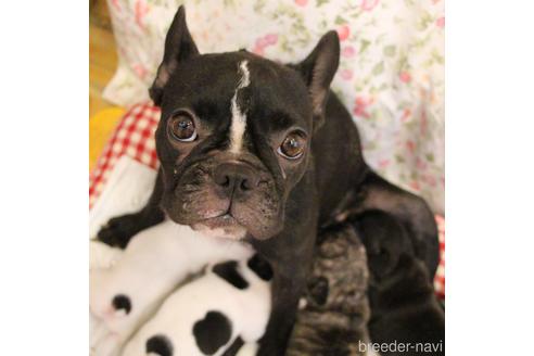 販売中のフレンチブルドッグの親犬