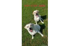 竹内新二ブリーダー