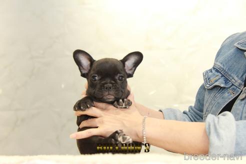 東京都でフレンチブルドッグの子犬を探す ブリーダーナビ