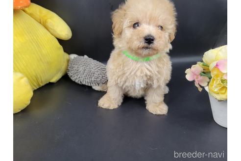 マルプーの子犬を探す ブリーダーナビ