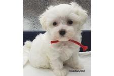 ♀︎マルプー:マルチーズ×トイプードル