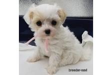 ♀︎マルプー:マルチーズ×トイプードル