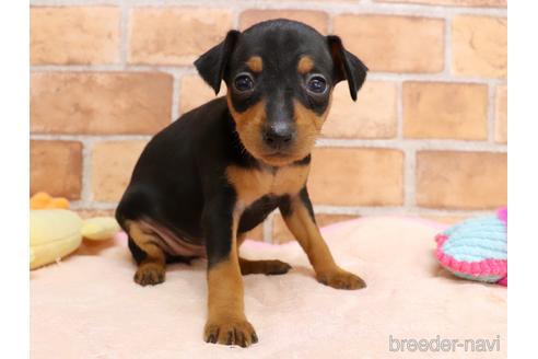 ミニチュアピンシャー ミニピン の子犬を探す ブリーダーナビ