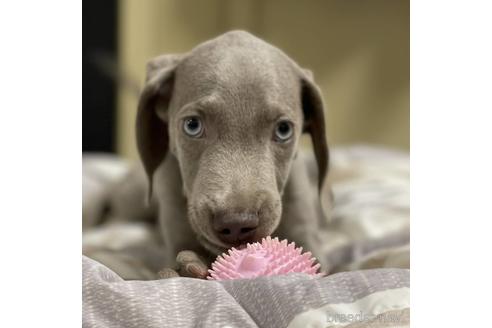 ワイマラナーの子犬を探す ブリーダーナビ ワイマラナーの子犬を探す ブリーダーナビ