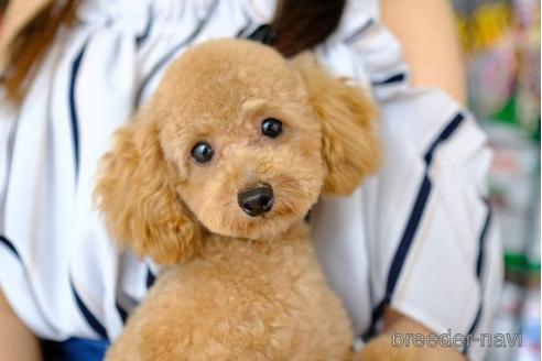 販売中のトイプードルの親犬