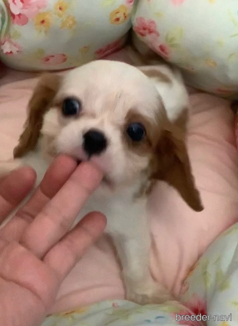 一人暮らしにおすすめな犬種は 10選 ブリーダーナビ