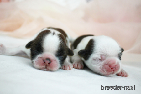 おとなしい犬種とは おすすめ9選 ブリーダーナビ