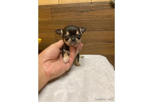 フォーンのスムースコートチワワの子犬を探す ブリーダーナビ