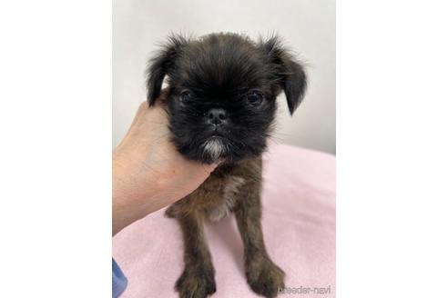関東でブリュッセルグリフォンの子犬を探す ブリーダーナビ