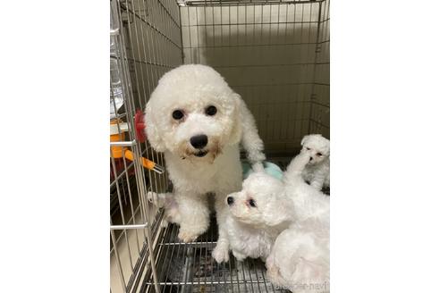 販売中のビションフリーゼの親犬