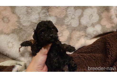 ブラックタンのトイプードルの子犬を探す ブリーダーナビ