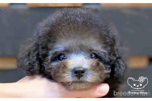 シルバーのトイプードルの子犬を探す ブリーダーナビ シルバーのトイプードルの子犬を探す ブリーダーナビ