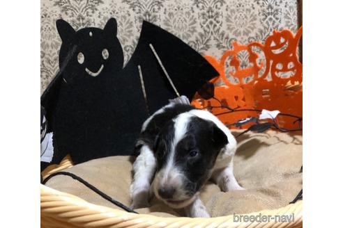 ボルゾイの子犬を探す ブリーダーナビ