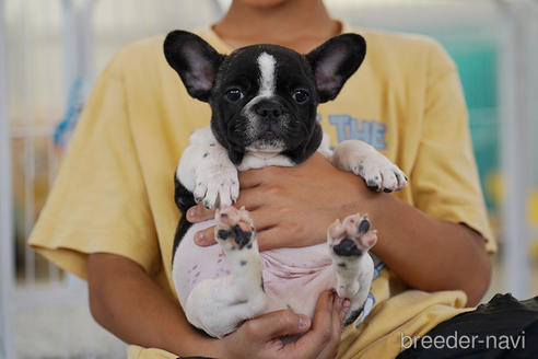 大阪府でフレンチブルドッグの子犬を探す ブリーダーナビ