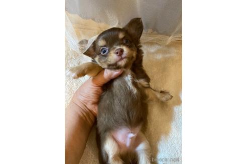 チョコタンのチワワの子犬を探す ブリーダーナビ チョコタンのチワワの子犬を探す ブリーダーナビ