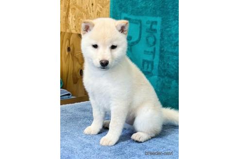 白柴 白の柴犬 の子犬を探す ブリーダーナビ 白柴 白の柴犬 の子犬を探す ブリーダーナビ