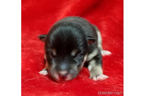 万円以下の北海道の子犬を探す ブリーダーナビ