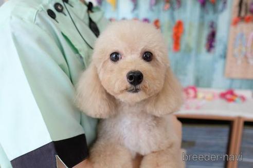 販売中のトイプードルの親犬