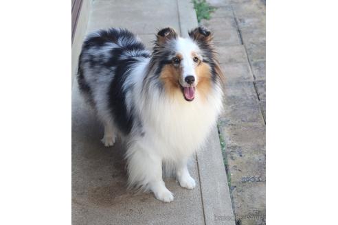 販売中のシェットランドシープドッグ(シェルティ)の親犬
