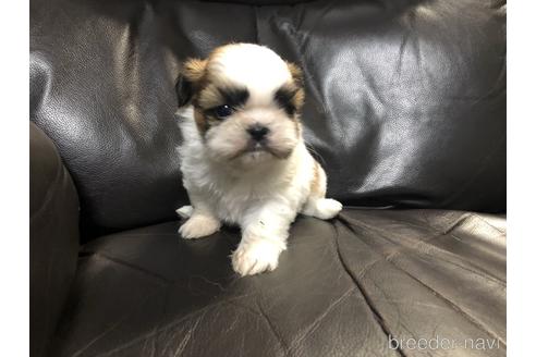 青森県のシーズー 女の子 21 09 14生まれ 小ぶりで可愛い綺麗な子 子犬id ブリーダーナビ 青森県のシーズー 女の子 21 09 14生まれ 小ぶりで可愛い綺麗な子 子犬id ブリーダーナビ