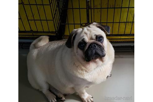 販売中のパグの親犬