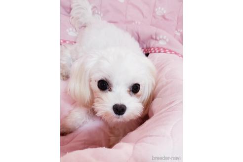 販売中のマルチーズの親犬