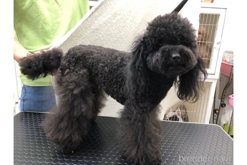 販売中のトイプードルの親犬
