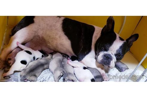 販売中のフレンチブルドッグの親犬