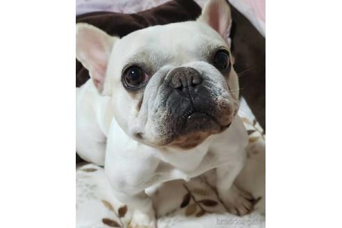 販売中のフレンチブルドッグの親犬