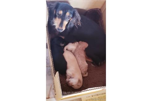 販売中のマルックス:マルチーズ×ミニチュアダックスフンドの親犬
