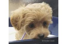 ♀︎マルプー:マルチーズ×トイプードル