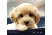 ♀︎マルプー:マルチーズ×トイプードル