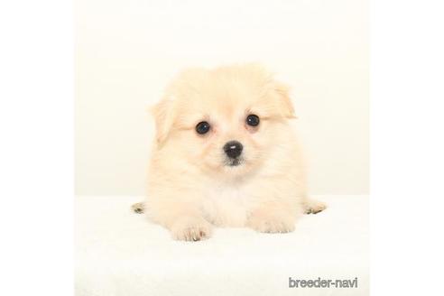 ポメプーの子犬を探す ブリーダーナビ ポメプーの子犬を探す ブリーダーナビ