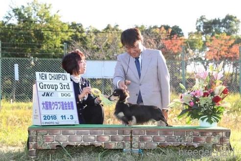 販売中のカニンヘンダックスフンド(ロングヘアード)の親犬