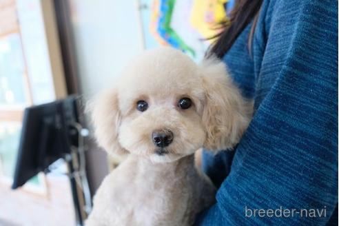 販売中のトイプードルの親犬